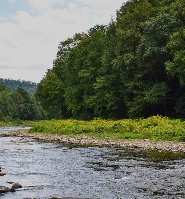 River with green trees along the banks on a sunny day