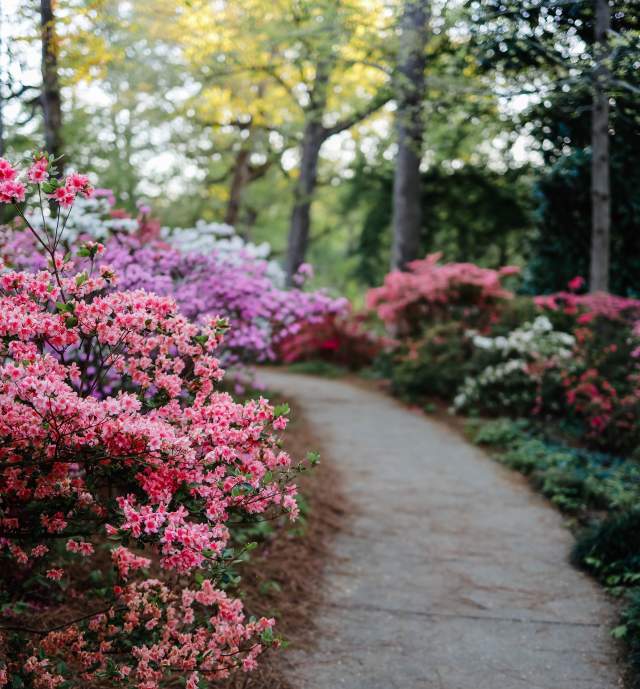 Glencairn Azaleas