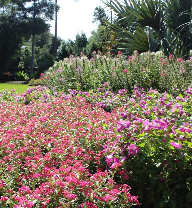 Mercer Arboretum and Botanical Gardens