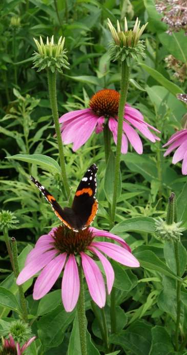 Discover the Unexpected: Gardens Galore