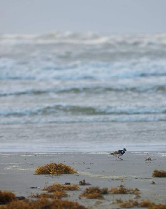 What is Sargassum?