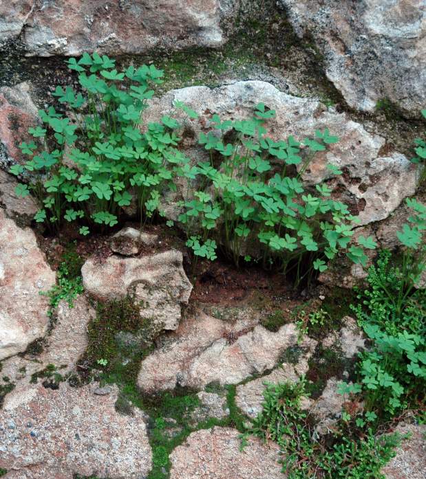 Shamrocks and moss on top of rocks