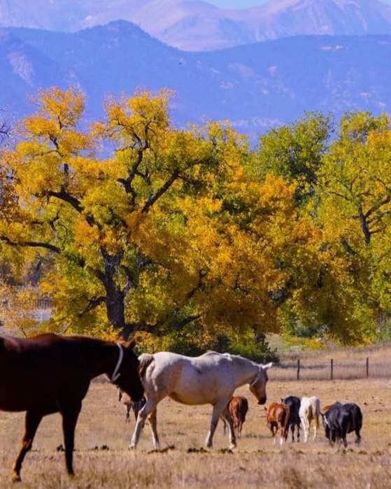 Seven Longmont-Area Spots to Savor Colorado’s Fall Season