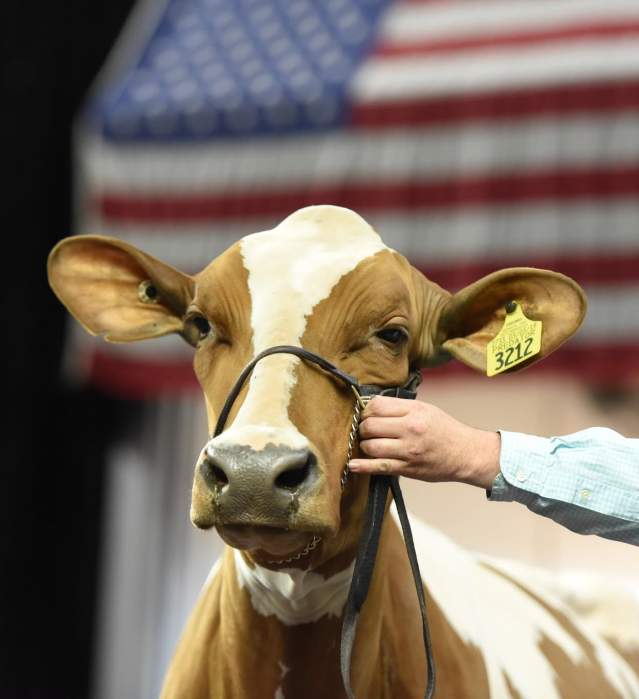 Dairy Expo
