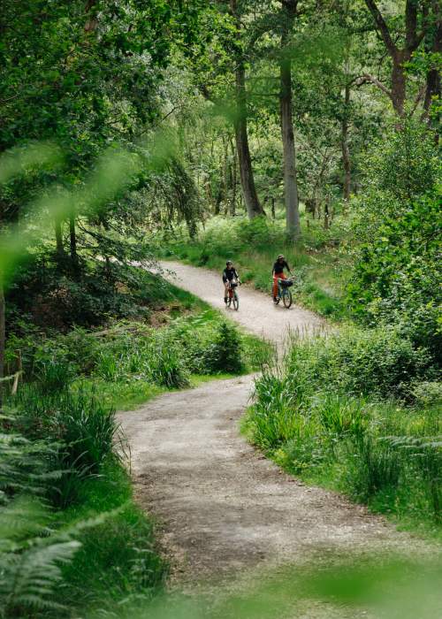 Summer Cycling Scene