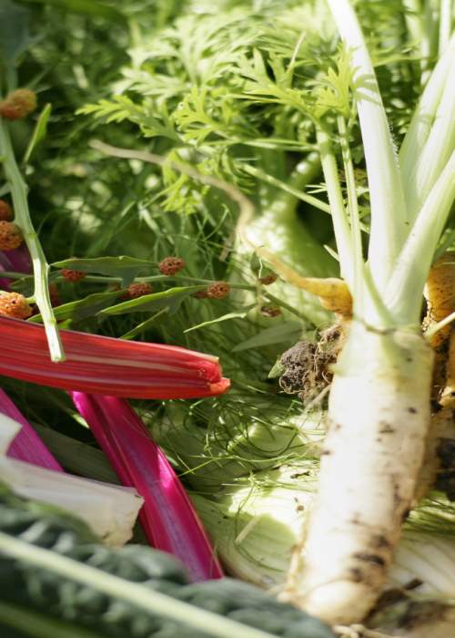 Fresh vegetables in the New Forest