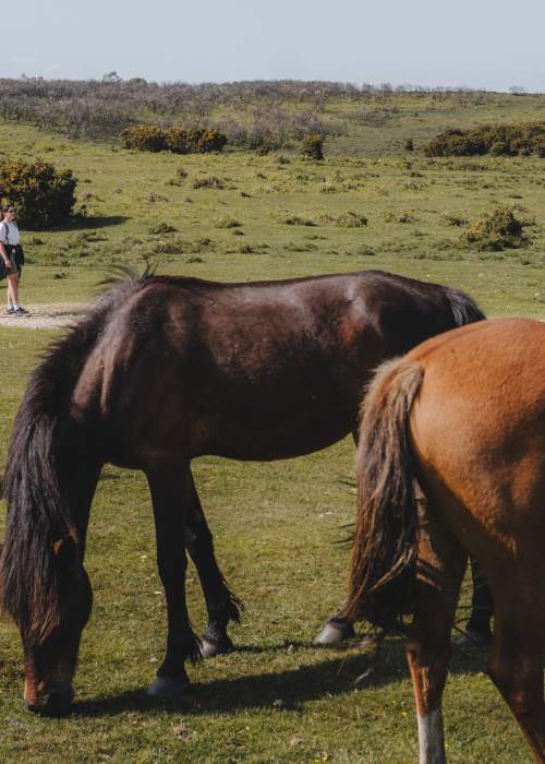 Two women walking at Ashley Walk at Godshill near free roaming ponies in the New Forest