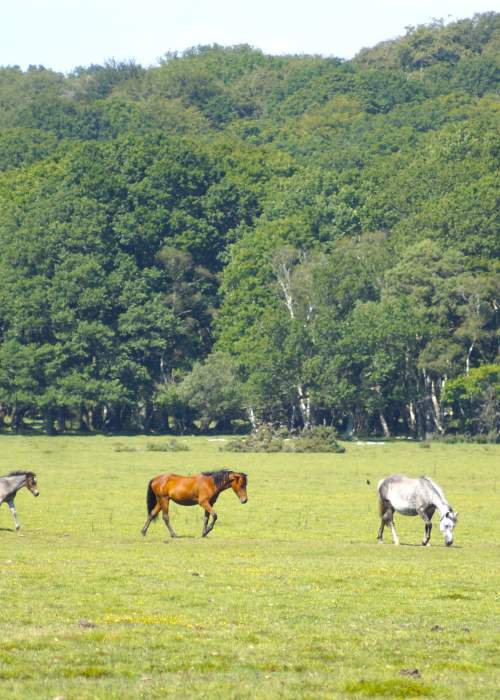 Ponies wandering across grassland in the New Forest
