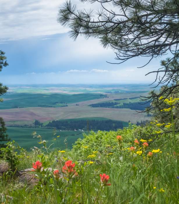 View from Kamiak Butte with wild flowers