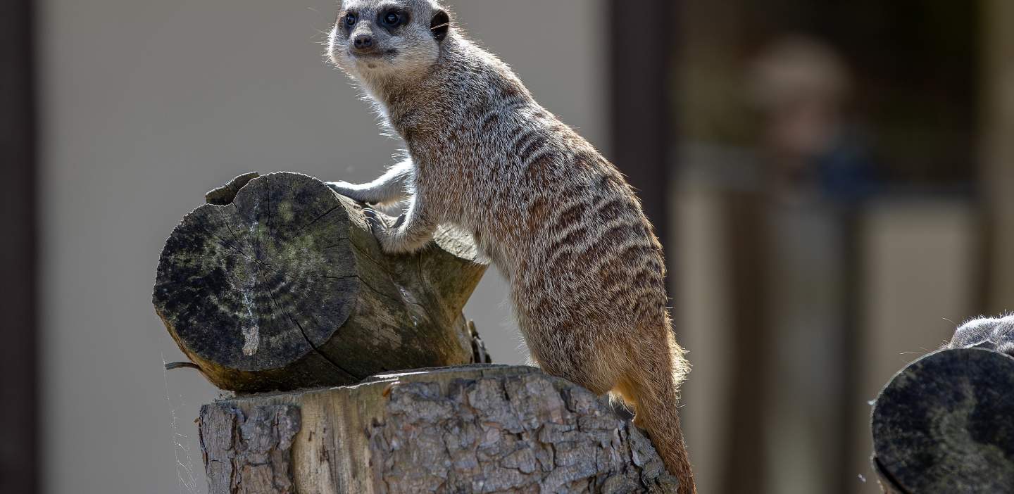 An image of a meerkat outdoor in Filey - things to do.