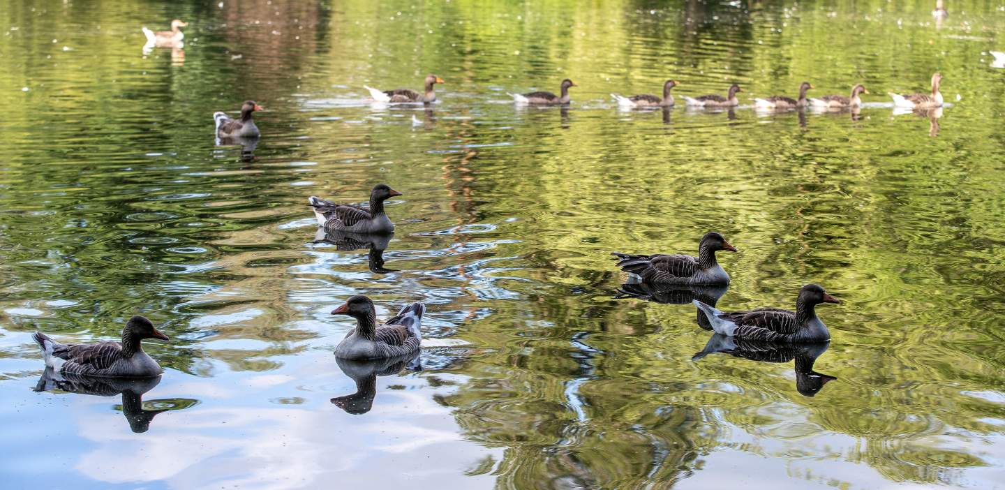 An image of ducks on Peasholm Park Lake, Scarborough