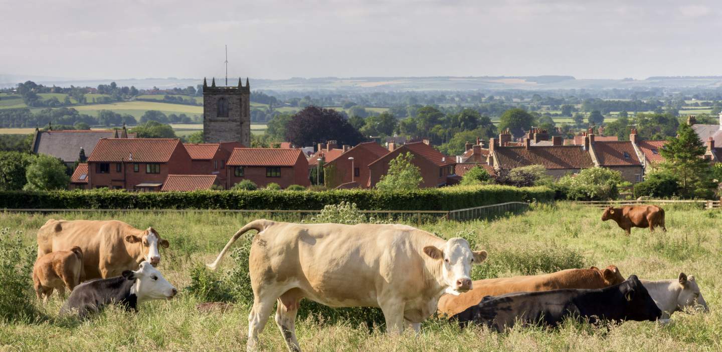 An image of cows in field above Kirkbymoorside