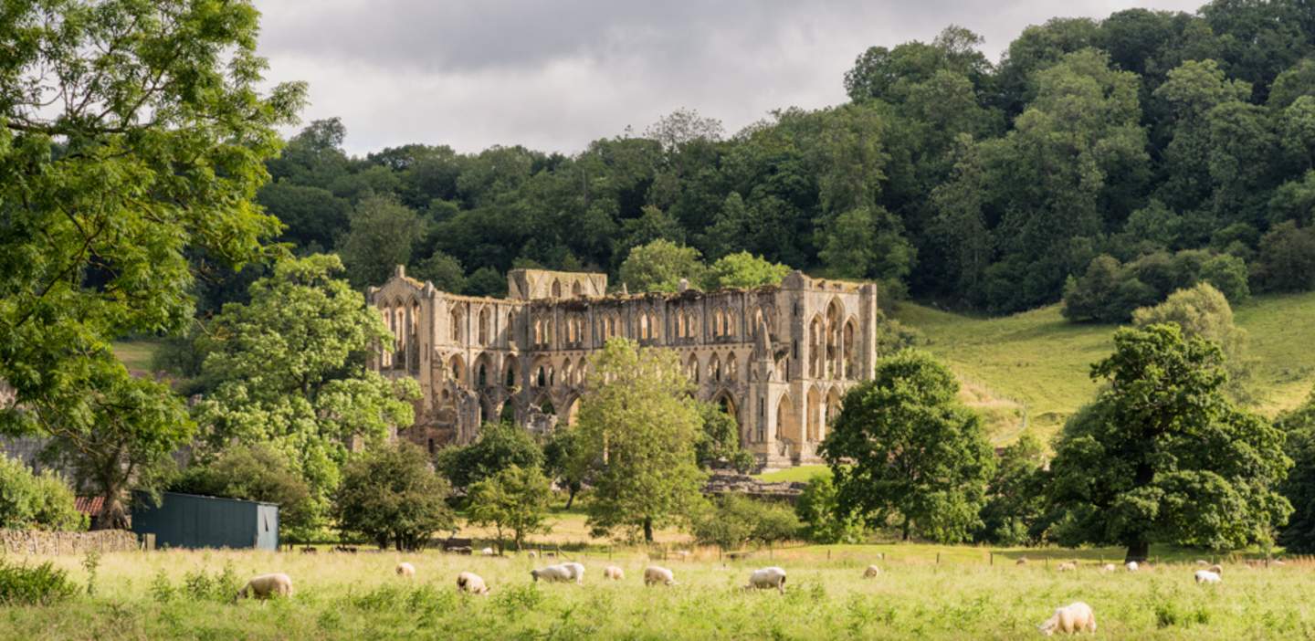 Rievaulx Abbey, nestled among greenery, while sheep graze in the foreground