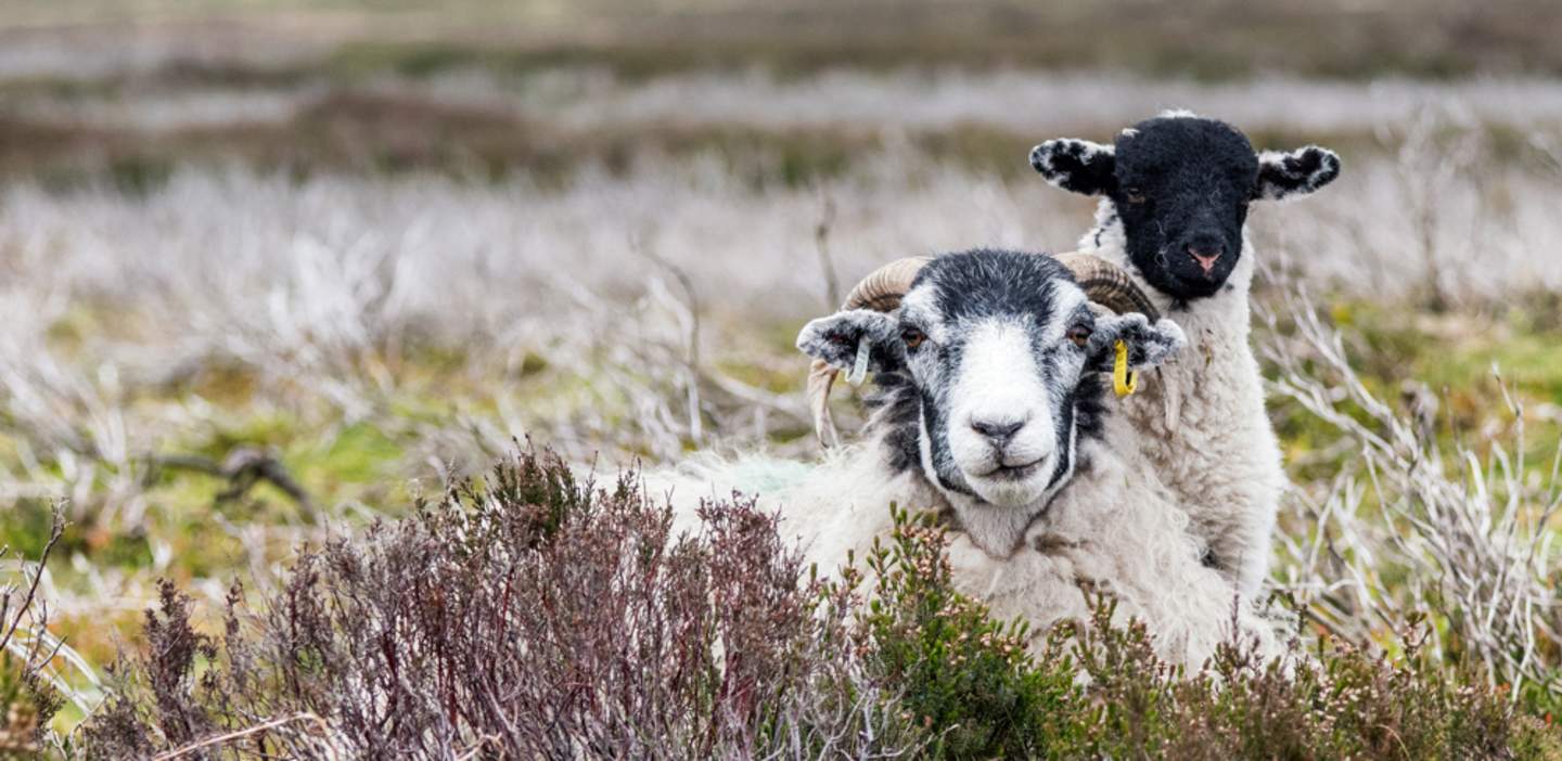 An image of sheep on the North York Moors