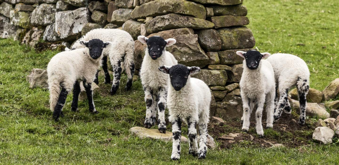 An image of lambs on the moors