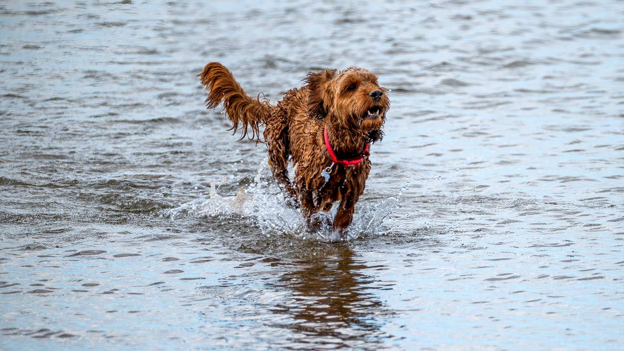 Dog friendly best sale days out wirral