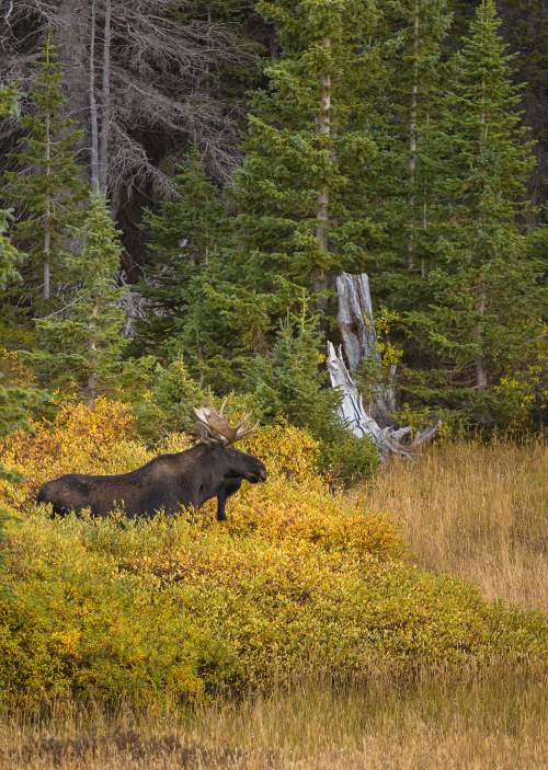 Moose Laramie Wyoming