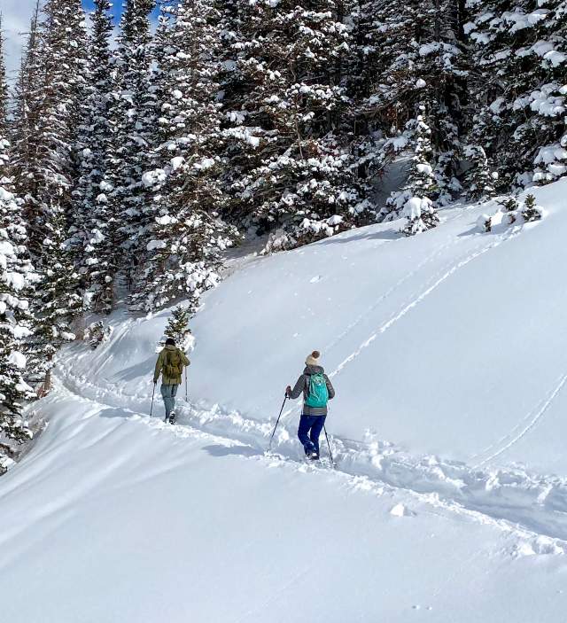 Two people entering forrest on snowshoe trail