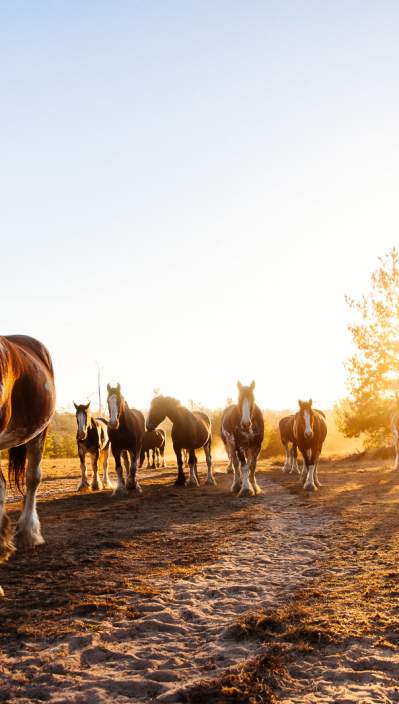 Horses Walking Down A Path At Sunset