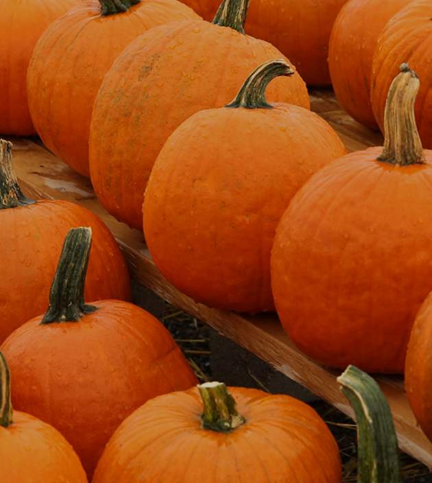 Pumpkins