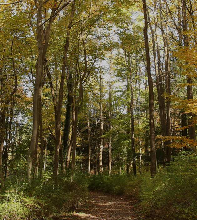Park Forest