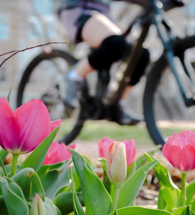 Pink tulips in bloom with a cyclist in the background, capturing the essence of the spring season in Bentonville, AR.