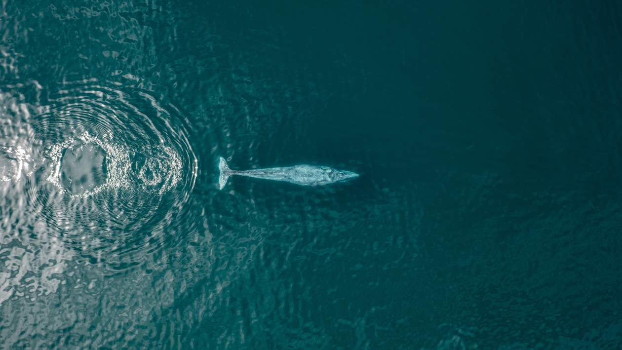 Festival Internacional de Ballenas
