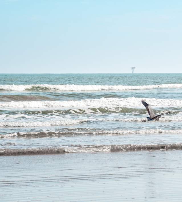 beach-without-people-landscape-bird-flying