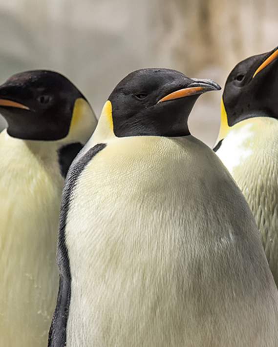 Penguins at SeaWorld San Diego