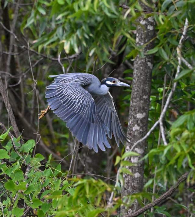 Best in Show: 🏆 "Yellow-Crowned Night Heron" by Khanh Le