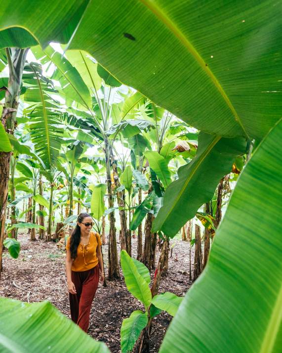 Woman walking trees at Flamingo Gardens in Fort Lauderdale