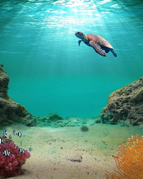 Wildlife of the Waterways in Greater Fort Lauderdale