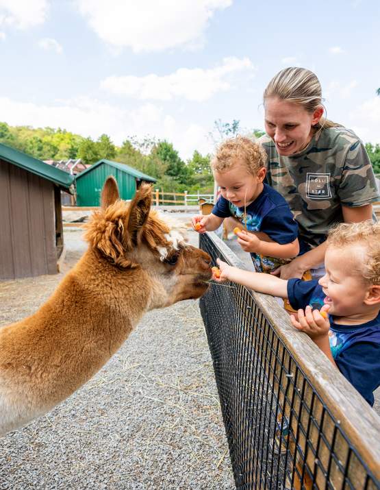 Living Treasures family feeding a llama