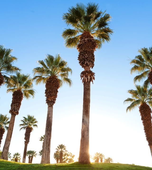 The inside guide to Palm Springs, California's cinematic desert