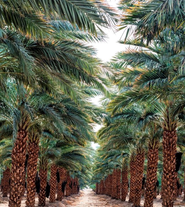 Agricultural Tours in Greater Palm Springs