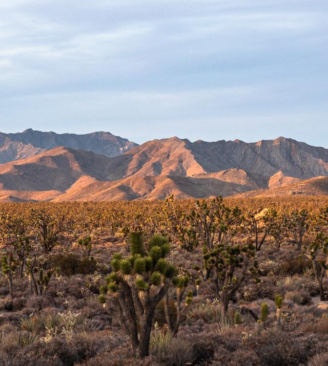 The Best Hikes in the Mojave Desert
