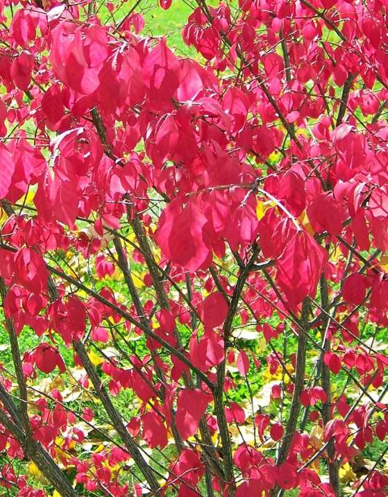 5 Plants You Will See Everywhere in Frederick