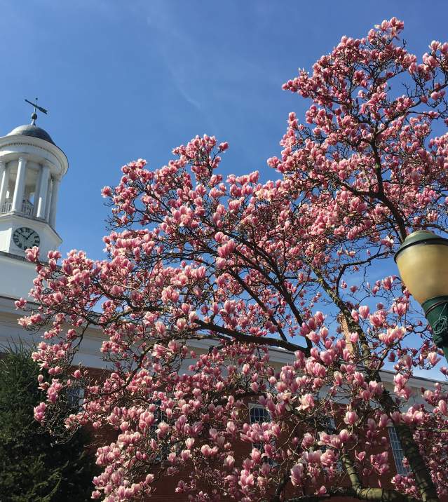 Cherry blossom tree with street light in Carlisle