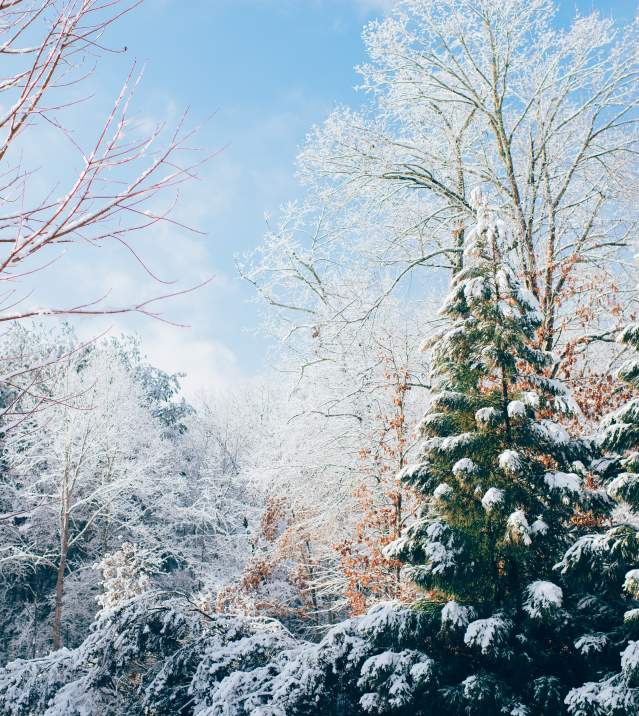 Generic Winter Nature Image
