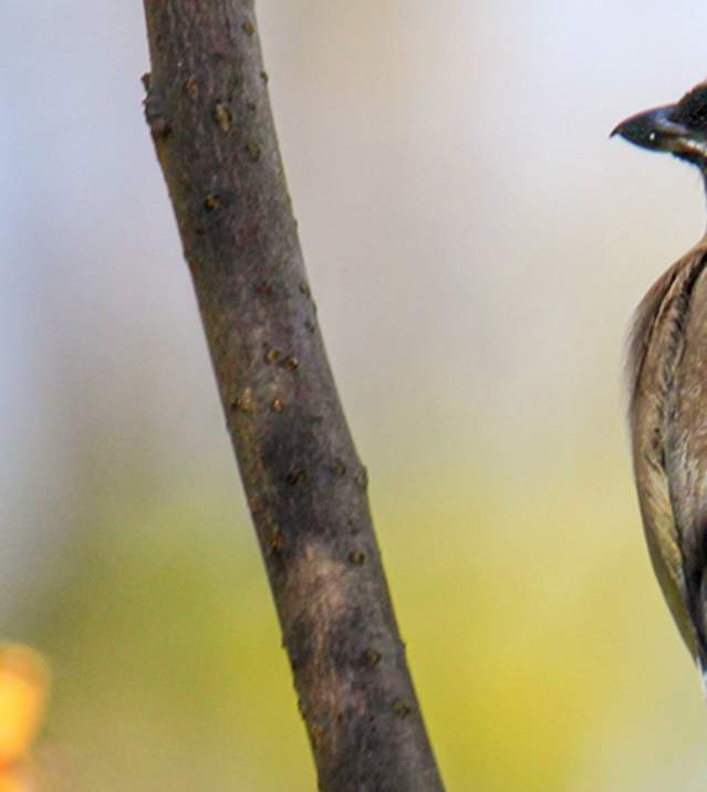 Bird along the LeTort Spring Run in Pennsylvania