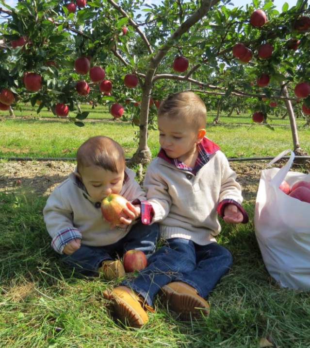Apple-picking-on-the-North-Fork-1024x768