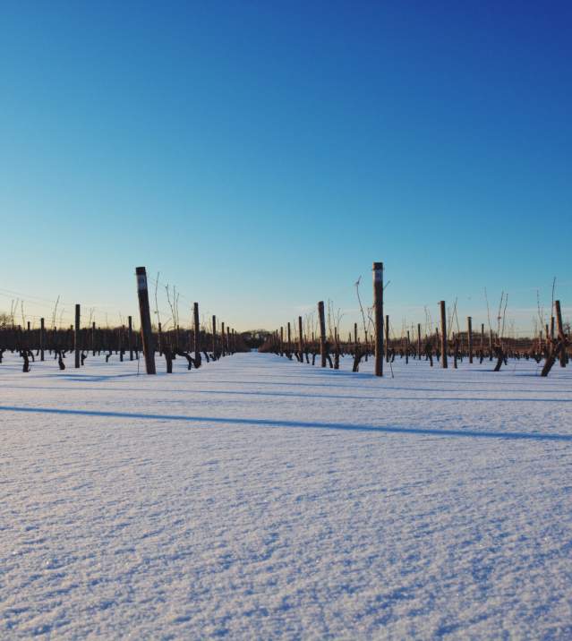 Bedell-Snowy-Vineyard