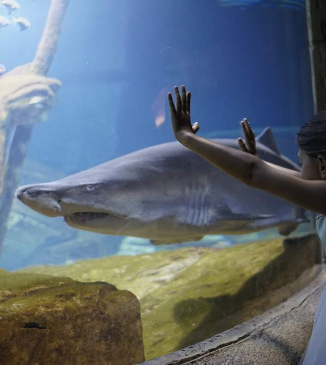 Long Island Aquarium credit_ Discover Long Island.jpg