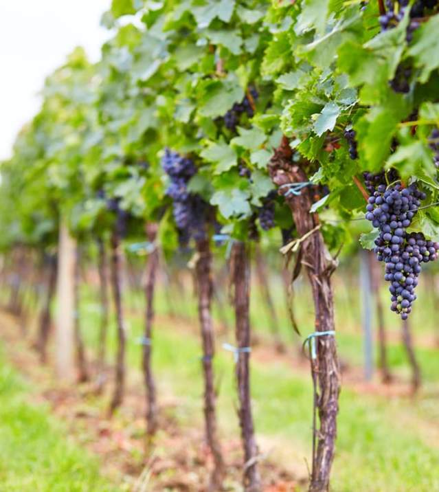 Vineyard grapes