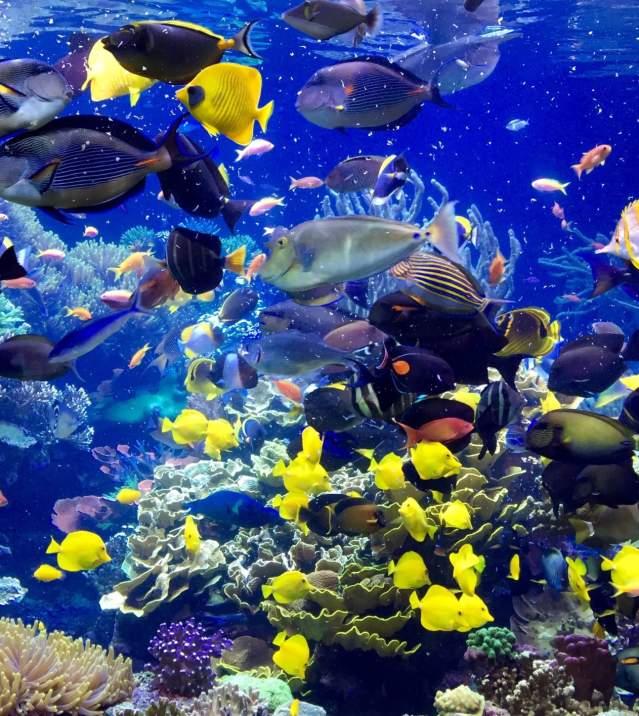fish-in-aquarium