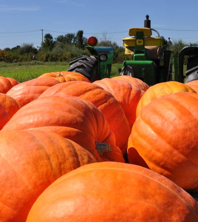 pumpkins