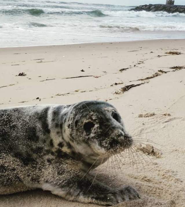 a seal on the beach