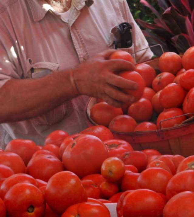 tomatoes