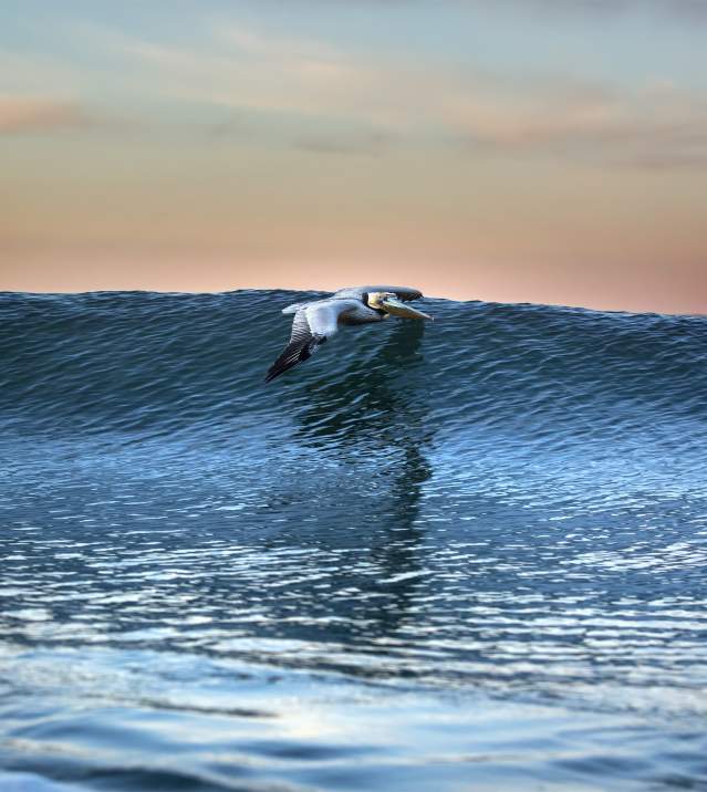 Huntington Beach Wildlife