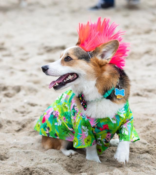 SoCal Corgi Beach Day